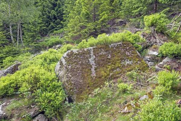 Stenen met mos en korstmos — Stockfoto