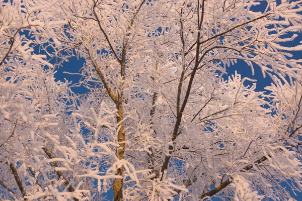 Escena de invierno con ramas cubiertas de nieve de árboles — Foto de Stock