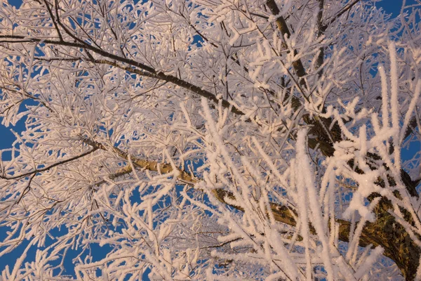 Karla kaplı ağaçların dalları ile kış sahne — Stok fotoğraf