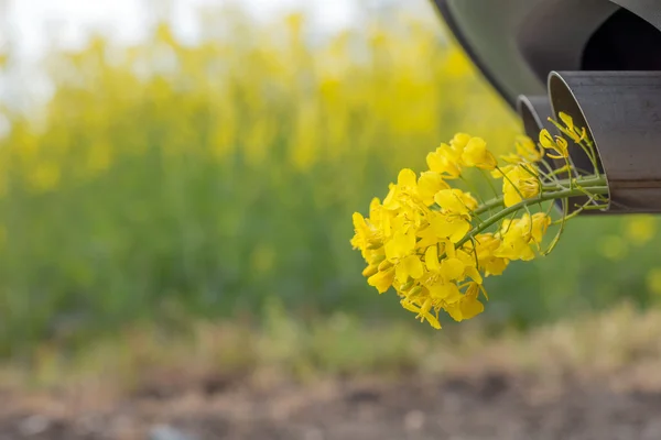 Вихлопна труба автомобіля, з жовтим зґвалтуванням — стокове фото