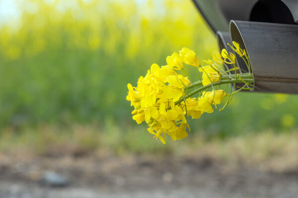 Car pipe exhaust, with yellow rape