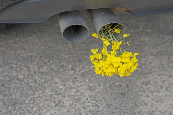 Car pipe exhaust, with yellow rape