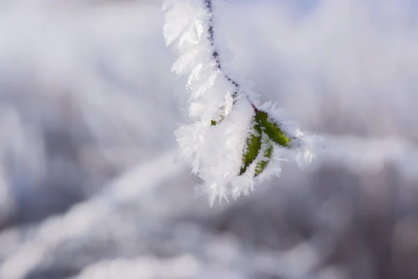 Plant with leaves covered with morning frost — Stock Photo, Image