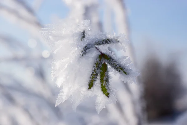 Växt med blad täckt med morgon frost — Stockfoto