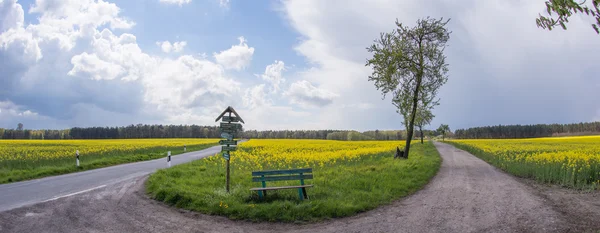 Rapeseed field between road and dirt road — Stock Photo, Image