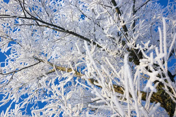 Зимова сцена з засніженими гілками — стокове фото