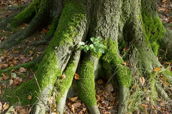 Wurzel eines mit Moos bedeckten Baumes — Stockfoto