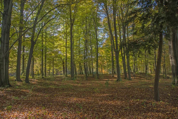 Smuk efterårsdag i parken - Stock-foto