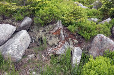 Ölü kökler ve taşlar