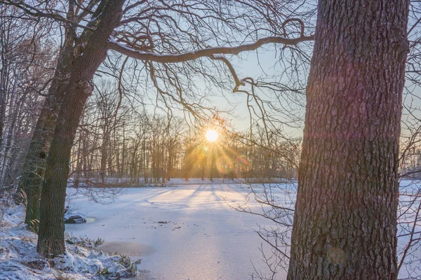 Захід сонця, між деревами — стокове фото