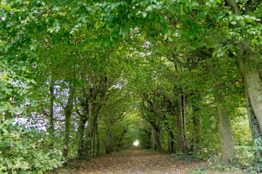 Ağaçlar yeşil tüneli