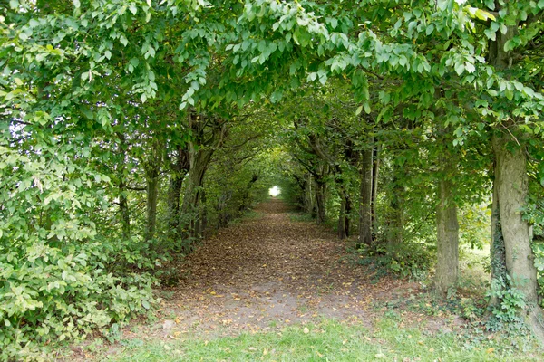 Green tunnel of trees — Stock Photo, Image