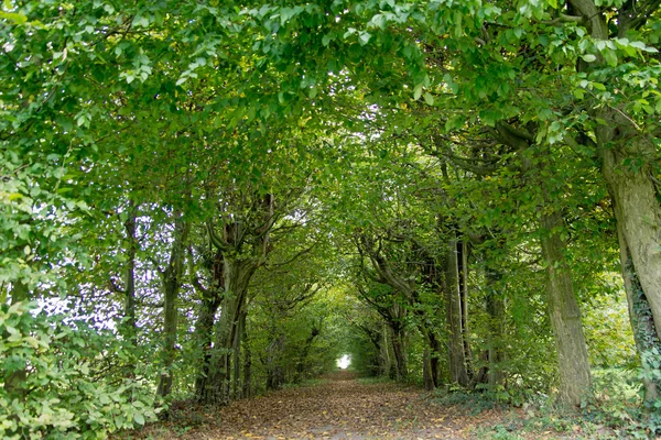 Green tunnel of trees — Stock Photo, Image