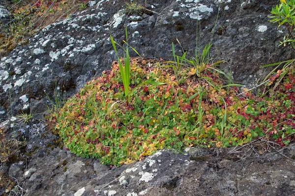 Clover and lichens on rocks — Stock Photo, Image