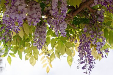 yaprakları ile çiçeklenme wisteria şube