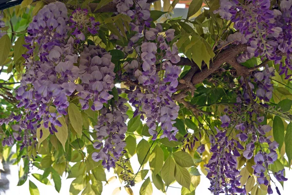 Yaprakları ile çiçeklenme wisteria şube — Stok fotoğraf