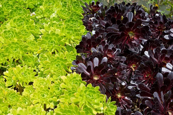 Verschillende gekleurde vetplanten geplant in rijen — Stockfoto
