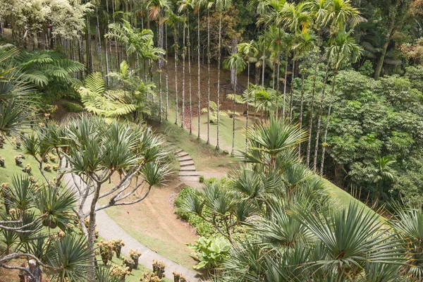 Tropisk trädgård, Martinique — Stockfoto