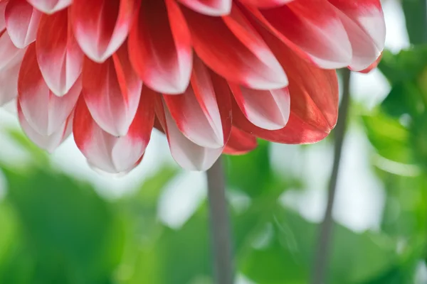 Flor de dália vermelha e branca — Fotografia de Stock