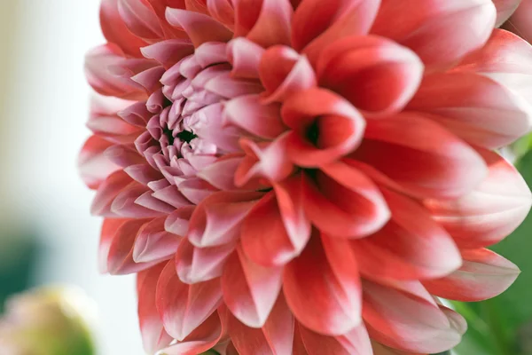 Flor de dália vermelha e branca — Fotografia de Stock