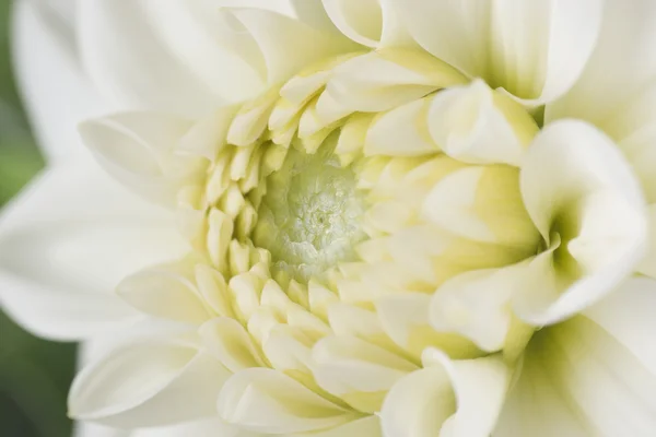 Closeup foto de uma flor dahlia — Fotografia de Stock