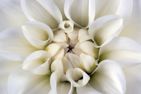 Foto di primo piano di un fiore di dalia — Foto Stock