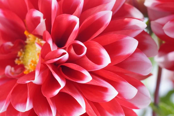 Närbild av en röd och vit dahlia blomma — Stockfoto