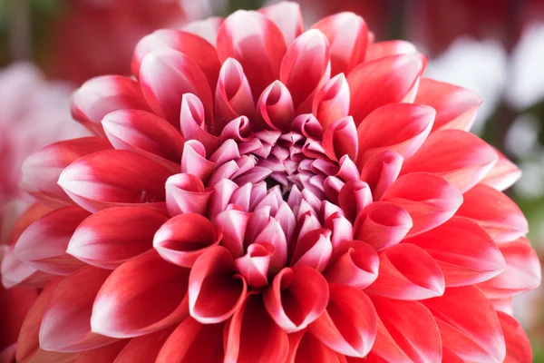 Närbild av en röd och vit dahlia blomma — Stockfoto