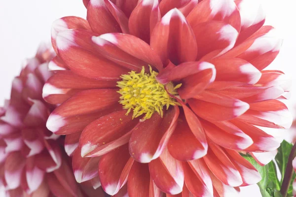 Närbild av en röd och vit dahlia blomma — Stockfoto