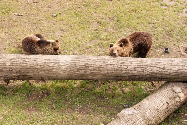 Два бурых медведя на стволе дерева — стоковое фото