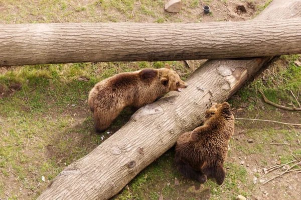 Два бурых медведя на стволе дерева — стоковое фото