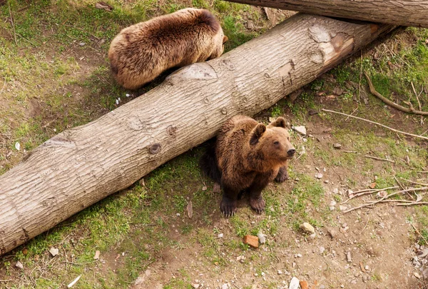 Due orsi bruni sul tronco d'albero — Foto Stock