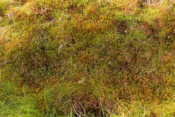 自然の苔絨毯 — ストック写真