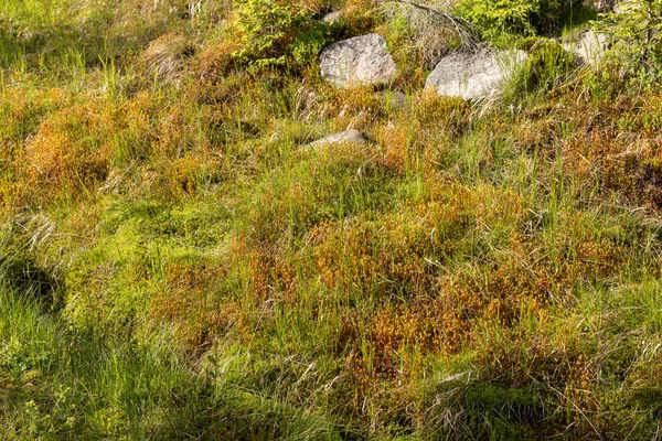 苔藓天然地毯 — 图库照片