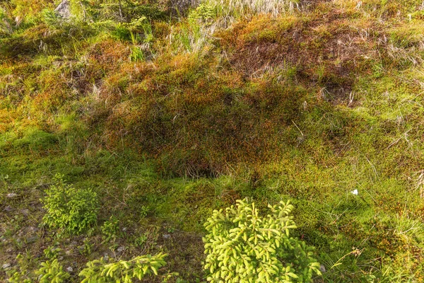 Tappeto naturale di muschio — Foto Stock