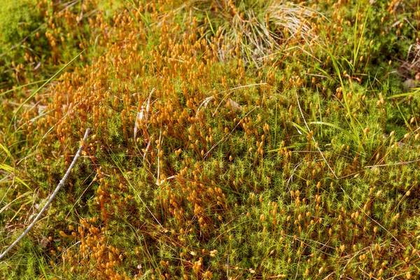 Alfombra natural de musgo — Foto de Stock