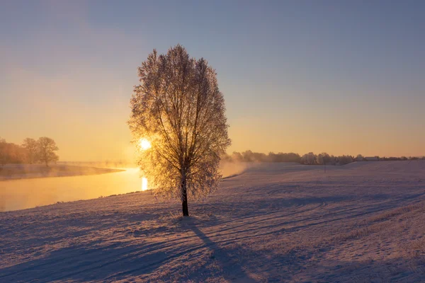 Туман в річки Ельба поблизу Torgau під час зимових sunrise — стокове фото