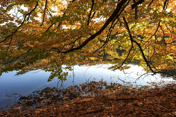 Ramo Com Folhas Outono Coloridas Paira Sobre Lago — Fotografia de Stock
