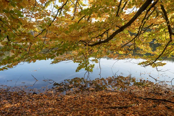 Ramo Com Folhas Outono Coloridas Paira Sobre Lago — Fotografia de Stock