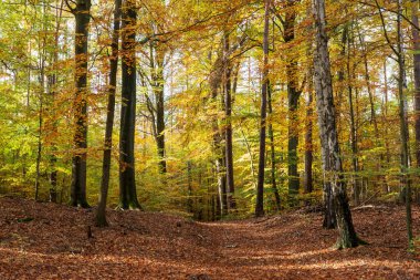 Renkli sonbahar manzarası. Parkta sonbahar ağaçları