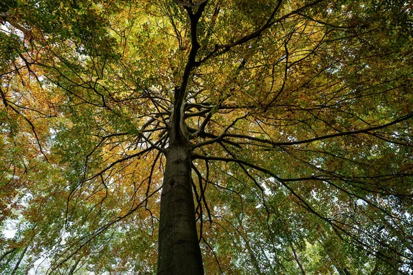 Widok Koronie Drzewa Liściastego Jesienią Dołu — Zdjęcie stockowe