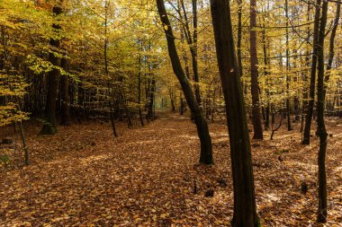 Sonbaharda renkli yapraklarla kaplı orman yolu