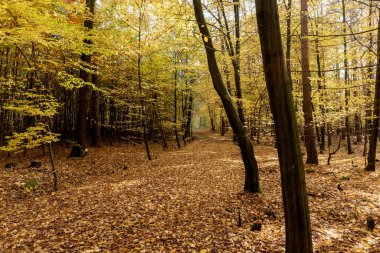 Sonbaharda renkli yapraklarla kaplı orman yolu