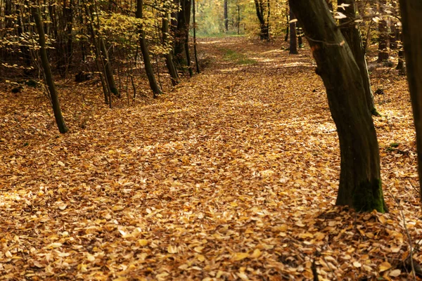 Skov Sti Dækket Med Farvede Blade Efteråret - Stock-foto