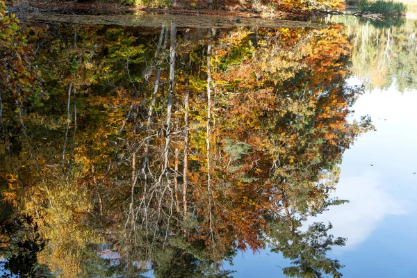Барвистий Осінній Ліс Відображається Воді — стокове фото