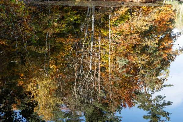 Барвистий Осінній Ліс Відображається Воді — стокове фото