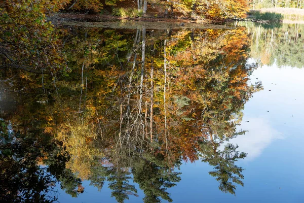 Colorido Bosque Otoño Refleja Agua — Foto de Stock