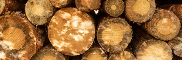 Kulaté Dřevo Pařezy Panoramatické Pozadí Hromada Dřevěných Klád — Stock fotografie