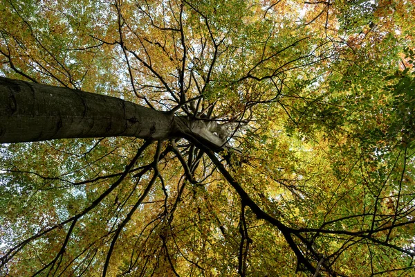 Bunter Laubbaum Herbst Von Unten — Stockfoto