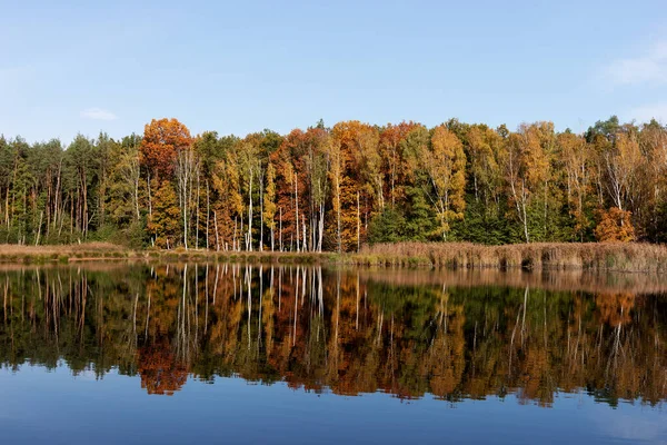 Осенние Деревья Отражаются Спокойной Воде — стоковое фото